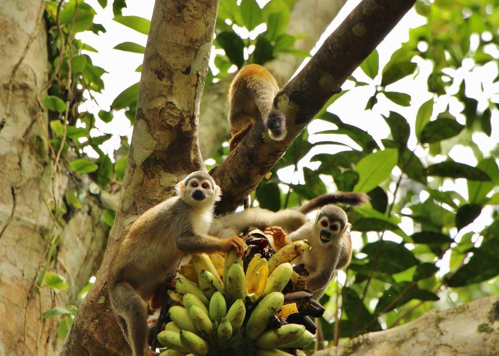 Hosteria El Paraiso De Las Orquideas Archidona Екстер'єр фото